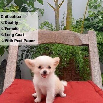 Chihuahua