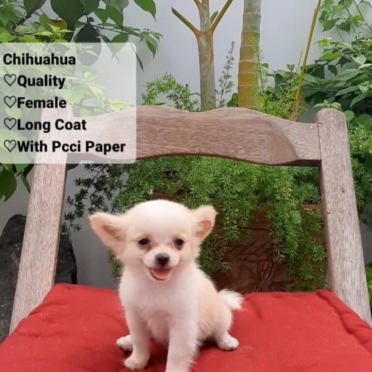 Chihuahua