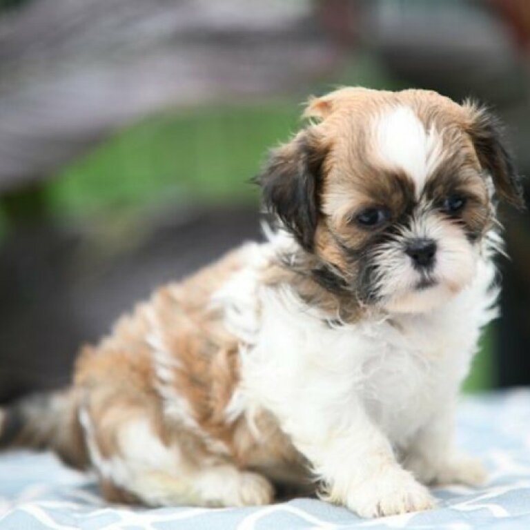 Male and Female Shitzu puppies