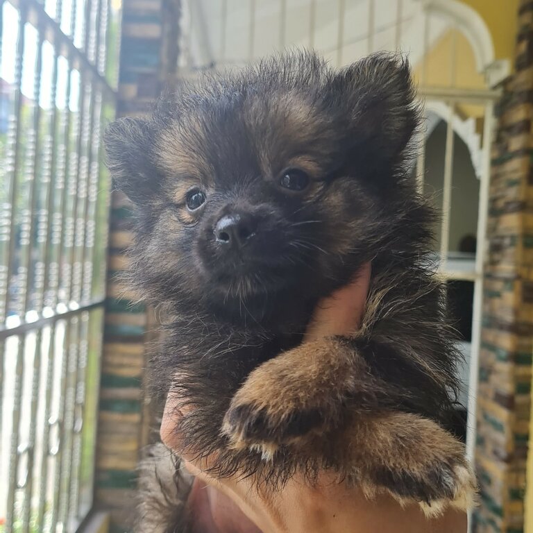 Pomeranian Puppies (Fox Type)