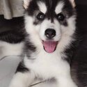 Wooly Siberian Husky Puppy -0