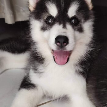 Wooly Siberian Husky Puppy 