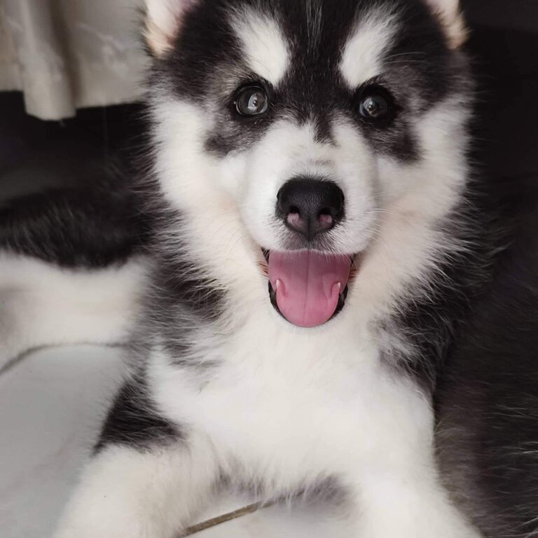 Wooly Siberian Husky Puppy 