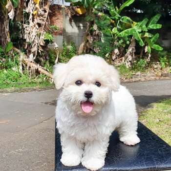 BEAUTIFUL BICHON FRISE MALE & FEMALE 