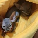 Sphynx Cats Male and Female Almost 3 Months old-0