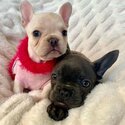 French Bulldog Puppies-0