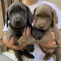 Labrador Retriever puppy ready for new owner -1