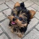 Female Yorkshire Terrier for sale-0