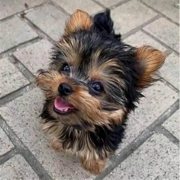 Female Yorkshire Terrier for sale