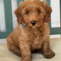 Australian labradoodles available -1