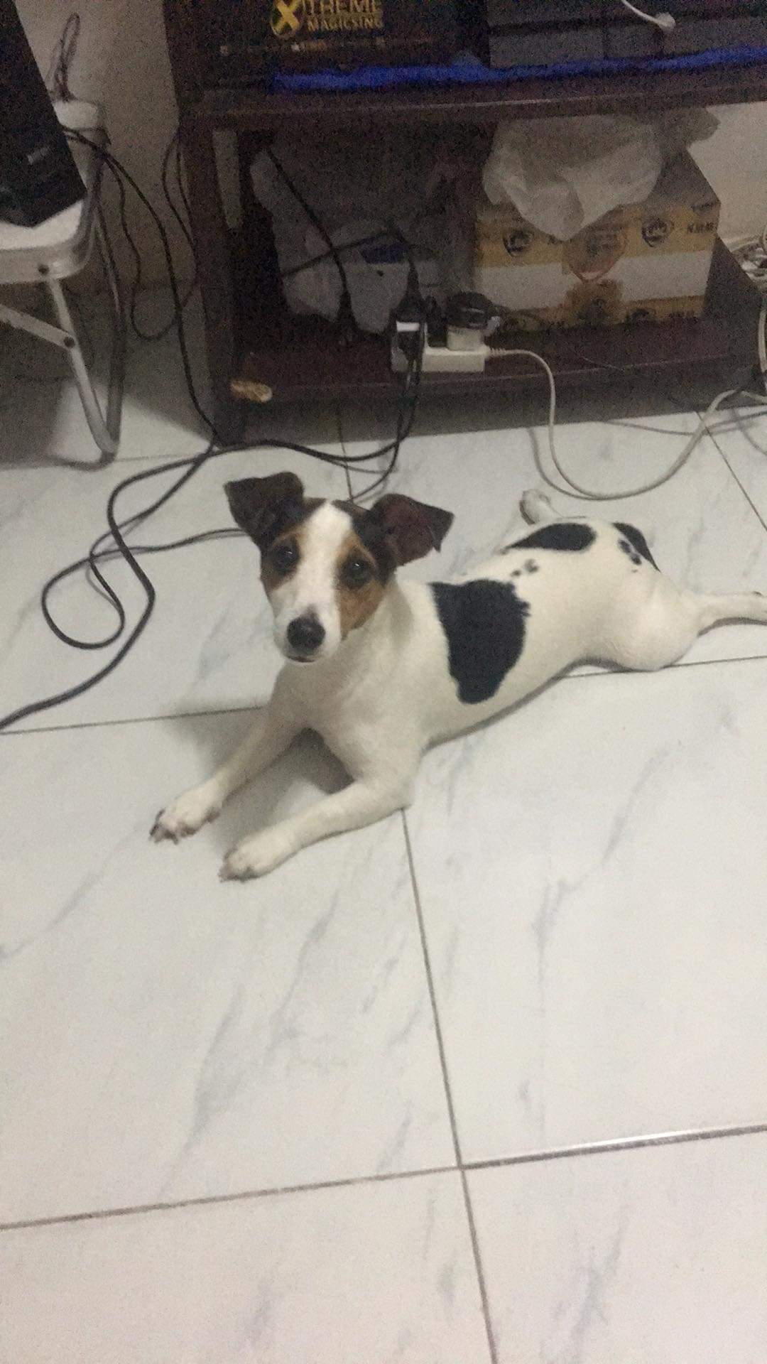 JACK RUSSELL FOR SALE