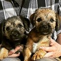 Border Terrier for sale-0