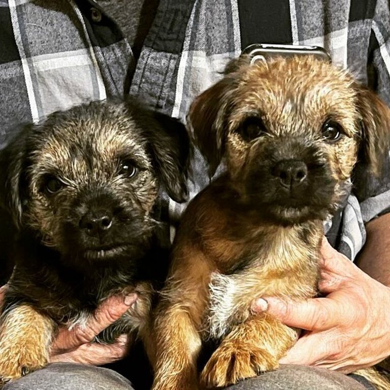 Border Terrier for sale