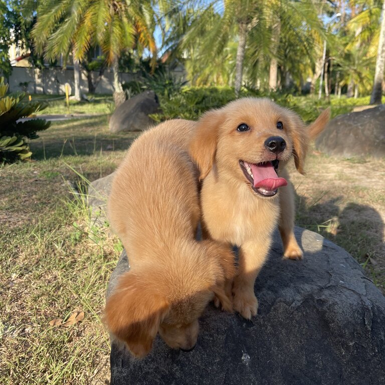 GOLDEN RETRIEVER PUPPIES