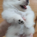 Pomeranians (Male, Bulacan)-4