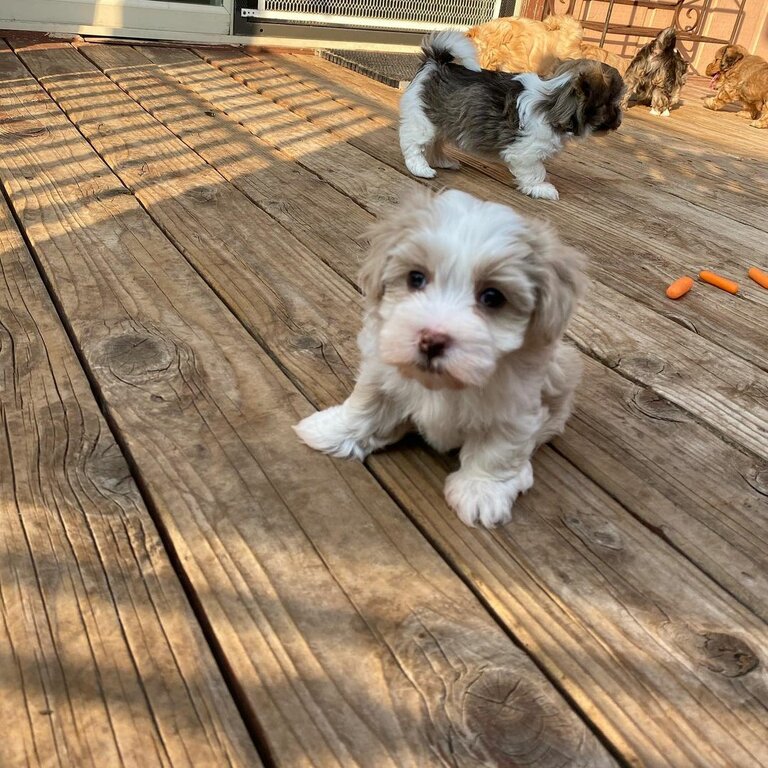 Havanese Puppies