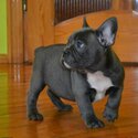 Rare Blue French Bulldog Puppies-2