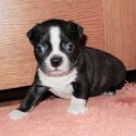 Boston Terrier Puppies-1