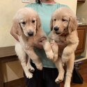 Golden Retriever champ line puppies for rehoming-2