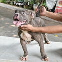 American Bully-0