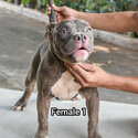 American Bully-2