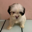 shih tzu-4