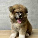 JAPANESE AKITA INU PUPS FOR SALE-4