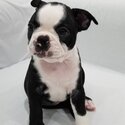 Boston Terrier Puppies-3