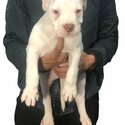 American Bulldog-2