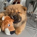 chow chow Puppies for Sale-1