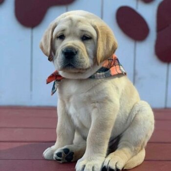 Labrador Retriever puppy ready for new owner 