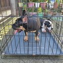 AMERICAN BULLY -1