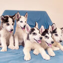 Purebred Siberian Husky-5