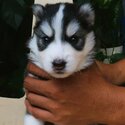 Siberian Husky Puppies-2