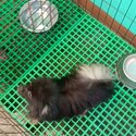 Pomeranian female bnt-0