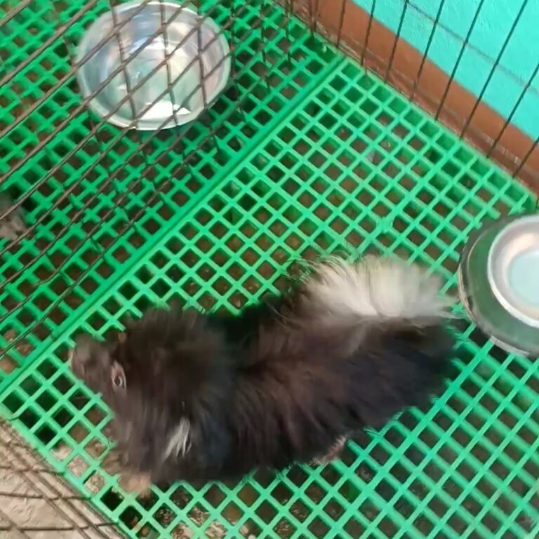 Pomeranian female bnt