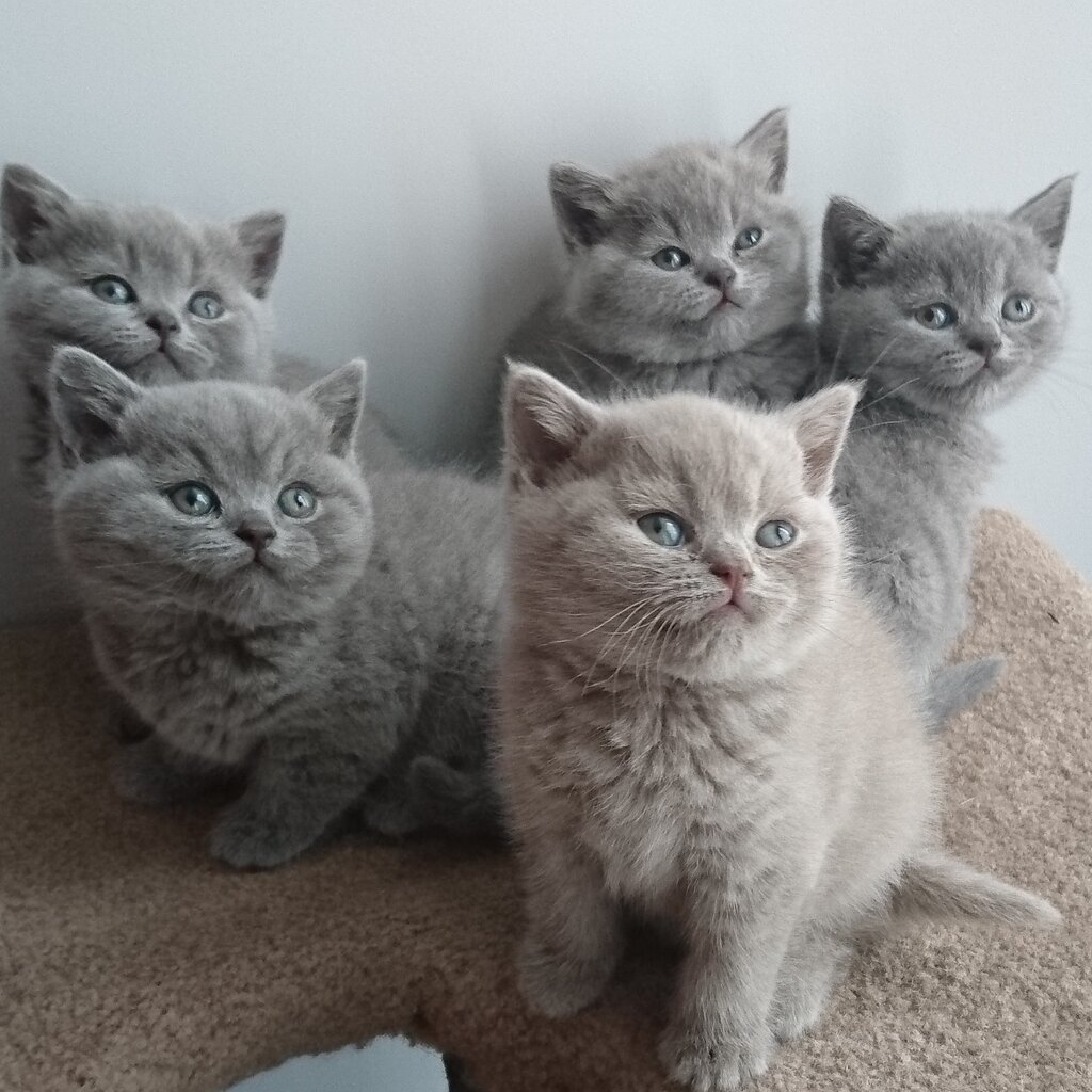 adopt british shorthair kittens - viber +63 968 748 7514