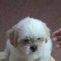 Shih Tzu X Toy Poodle-1