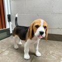  Beautiful beagle female puppy. Ready to go-1