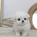 Cute Little Bichon Puppies-0