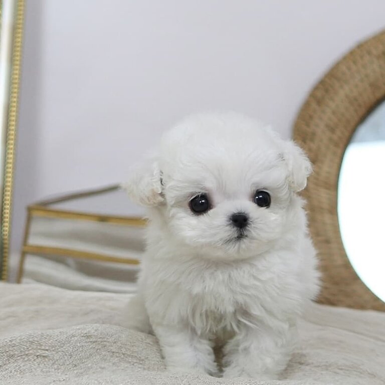 Cute Little Bichon Puppies