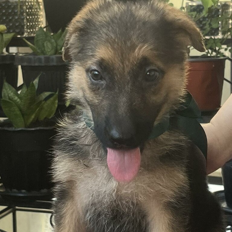 German Shepherd Puppies