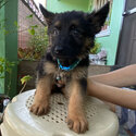 German Shepherd Puppies-1