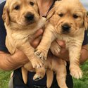 Gorgeous chunky Golden Retriever puppies-1