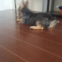 Pure Breed Female Yorkshire Terrier-0