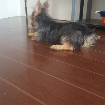 Pure Breed Female Yorkshire Terrier