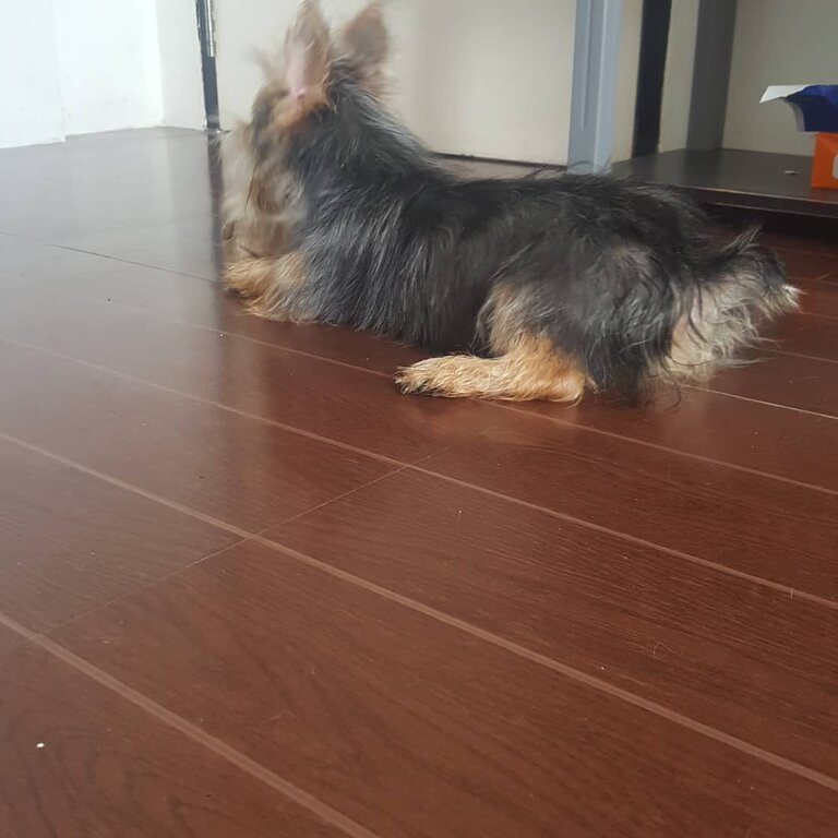 Pure Breed Female Yorkshire Terrier