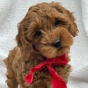 Cockapoo Puppies-2