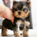 Female Yorkshire Terrier for sale-4