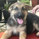 German Shepherd Puppies-1